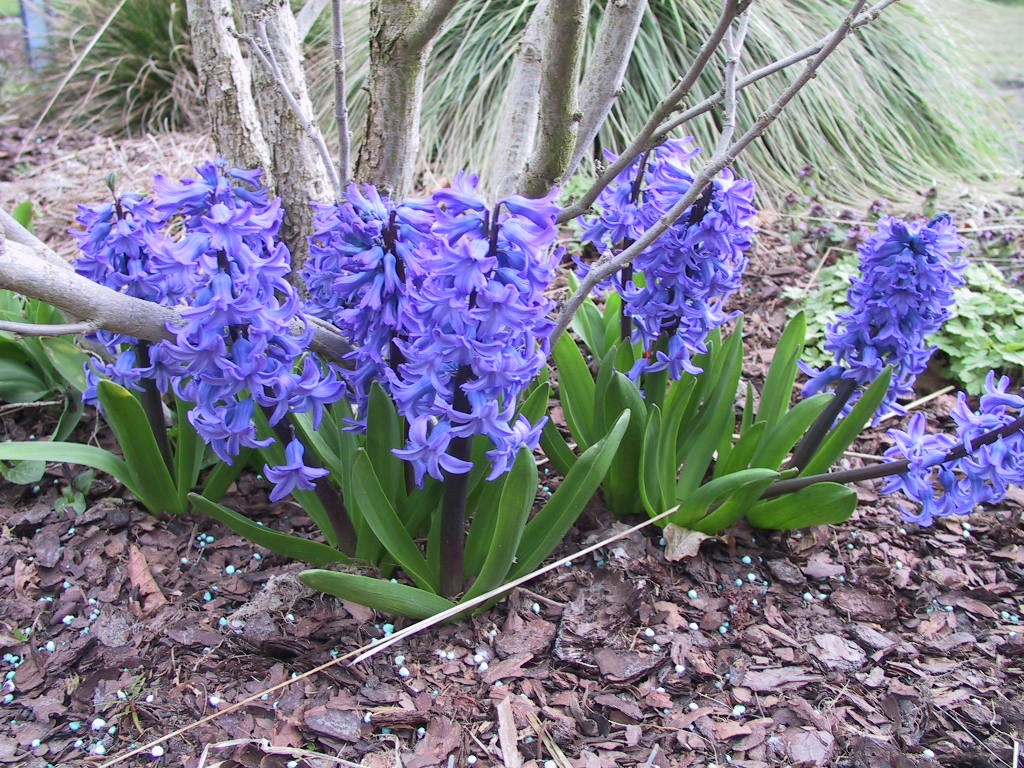 Hyazinthus blau2.JPG